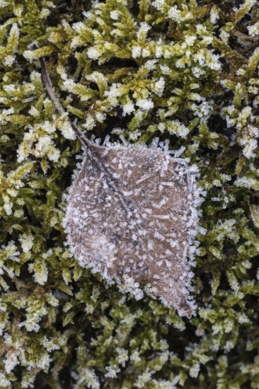 Birch leaf (Betula pendula) on moss in hoarfrost, Emsland, Lower Saxony, Germany