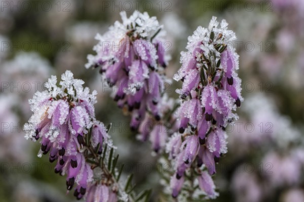 Snow heather (Erica carnea) in hoarfrost, Emsland, Lower Saxony, Germany