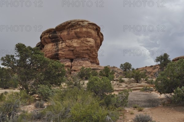 Large boulder rising in a desert landscape surrounded by shrubs and trees, Canyonlands National Park, Utah, USA