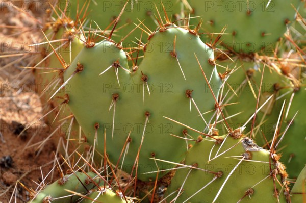 Green heart-shaped cacti with long thorns in a dry environment, Canyonlands National Park, Utah, USA