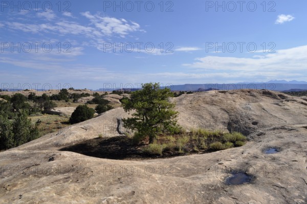 A single tree grows between rocks under a blue sky with few clouds, Canyonlands National Park, Utah, USA