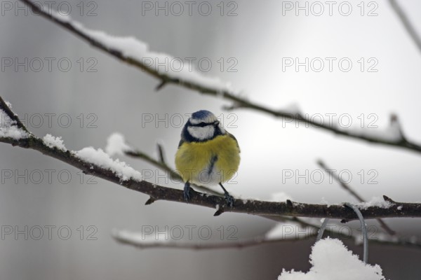 Blue tit (Cyanistes caeruleus), snow, twig, colourful plumage, blue tit in winter