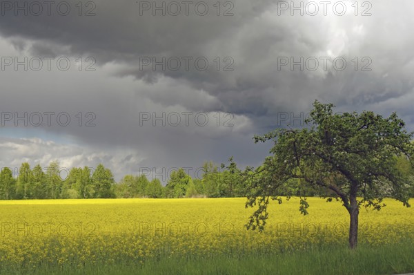 A lonely tree stands in a meadow with yellow flowers, under dramatic clouds, rapeseed, spring, Wendland, Lower Saxony, Germany