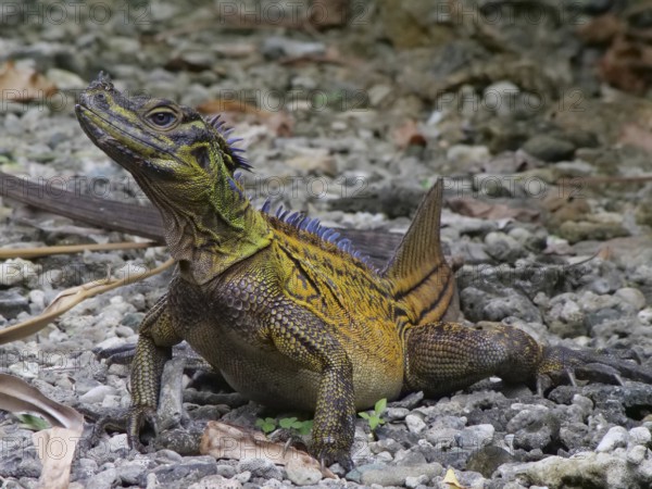Philippine sailfin lizard (Hydrosaurus pustulatus), Bohol, Philippines