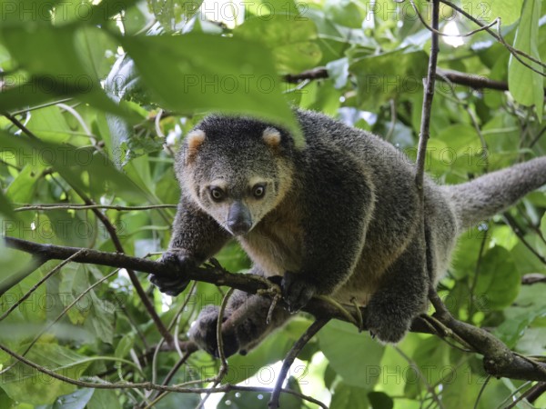 Sulawesi cuscus (Strigocuscus celebensis) climbing, Tangkoko National Park, Sulawesi