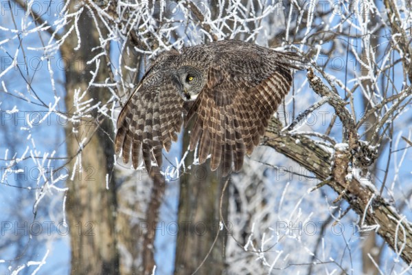 Great gray owl (strix nebulosa), Owl flies in a frost-covered forest, region of Center Quebec, Province of Quebec, Canada