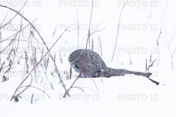 Great gray owl (strix nebulosa), Owl catches a prey under the snow, region of Center Quebec, Province of Quebec, Canada