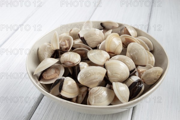 Freshly frozen vongole clams, on a light plate, top view, no people