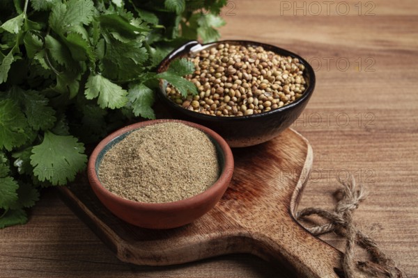 A bunch of fresh cilantro, coriander seeds and powder bowls, close-up, top view, no people, food and drinks