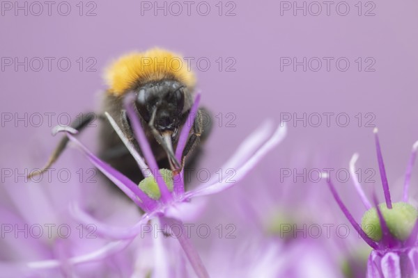 Tree bumblebee (Bombus hypnorum) adult bee insect feeding on a purple Allium flower in a garden in summer, Suffolk, England, United Kingdom