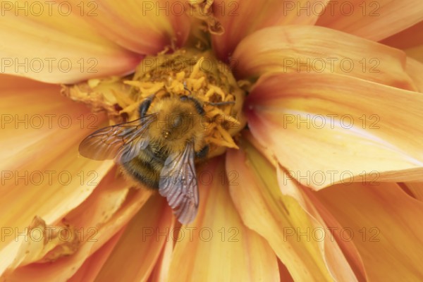 Common carder bumblebee (Bombus pascuorum) adult bee insect feeding on a garden Dahlia flower in summer, Suffolk, England, United Kingdom