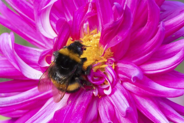Buff tailed bumblebee (Bombus terrestris) adult bee insect feeding on a garden Dahlia flower in summer, Suffolk, England, United Kingdom