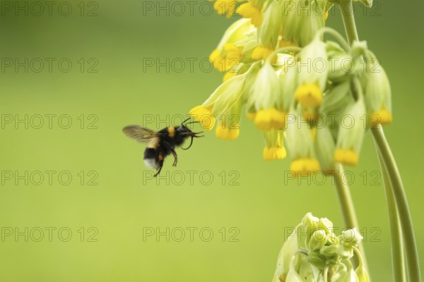 Buff-tailed bumblebee (Bombus terrestris) adult bee insect flying towards a flowering Cowslip flower in a garden in spring, Suffolk, England, United Kingdom
