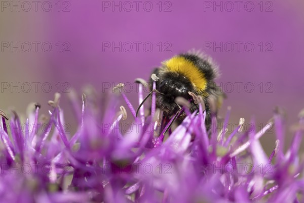 Buff tailed bumblebee (Bombus terrestris) adult bee insect feeding on an allium garden flower in summer, Suffolk, England, United Kingdom