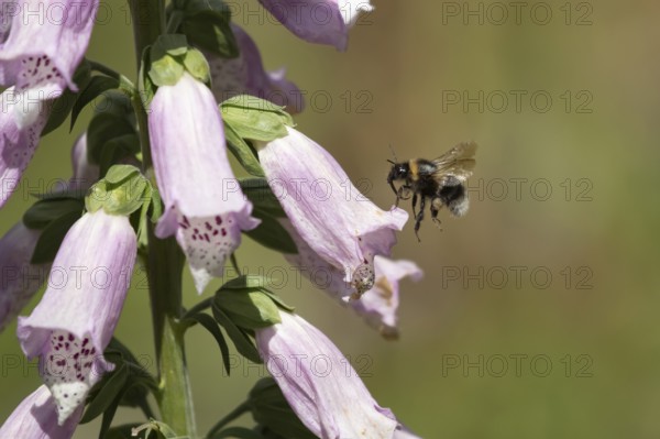 Buff tailed bumblebee (Bombus terrestris) adult bee insect flying to a purple foxglove flower in summer, Suffolk, England, United Kingdom
