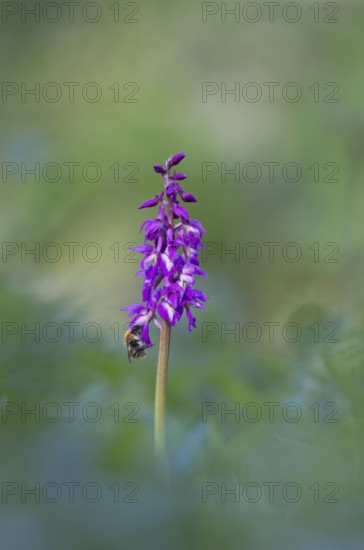 Common carder bumblebee (Bombus pascuorum) adult bee insect feeding on an Early purple orchid (Orchis mascula) flower in spring, Suffolk, England, United Kingdom