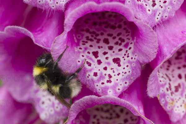 Buff tailed bumblebee (Bombus terrestris) adult bee insect resting on a purple foxglove flower in summer, Suffolk, England, United Kingdom