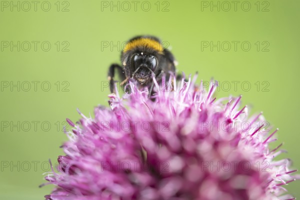 Buff tailed bumblebee (Bombus terrestris) adult bee insect feeding on a pink allium garden flower in summer, Suffolk, England, United Kingdom