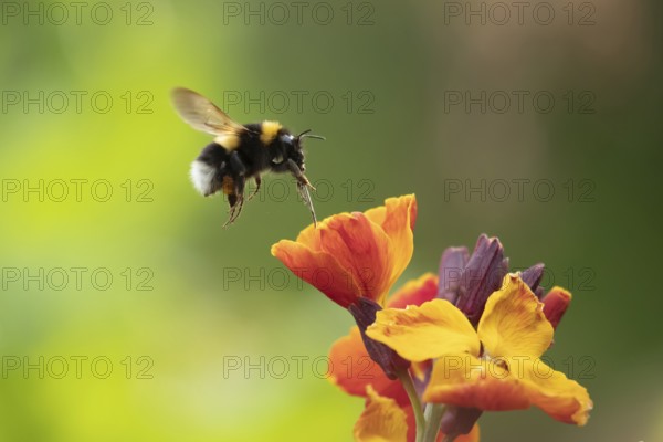 Buff-tailed bumblebee (Bombus terrestris) adult bee insect flying towards a flowering wall flower in a garden in spring, Suffolk, England, United Kingdom