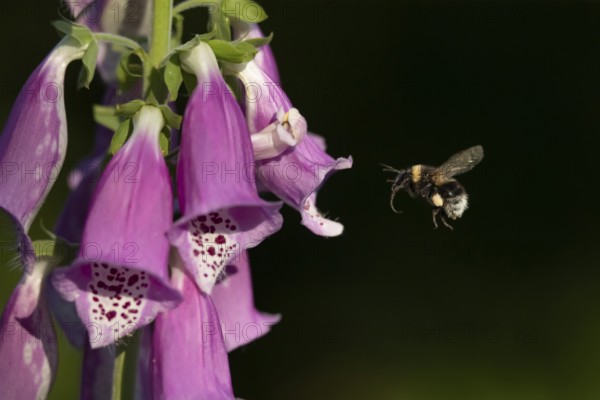 Buff tailed bumblebee (Bombus terrestris) adult bee insect flying towards a Foxglove flower in summer, Suffolk, England, United Kingdom