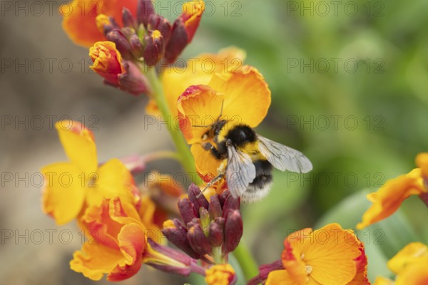 Buff-tailed bumblebee (Bombus terrestris) adult bee insect feeding on a flowering wall flower in a garden in spring, Suffolk, England, United Kingdom