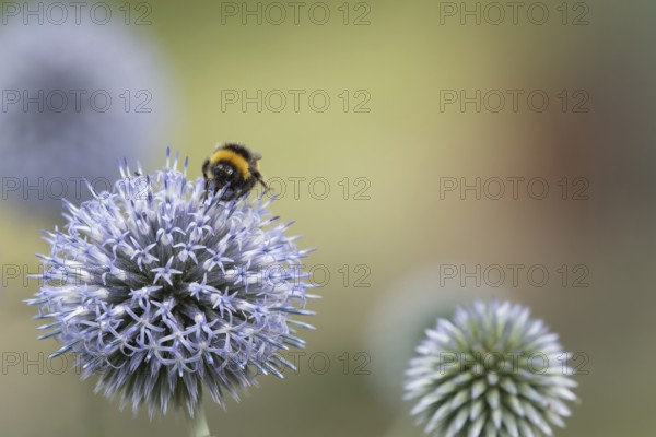 Buff tailed bumblebee (Bombus terrestris) adult bee insect feeding on a Globe thistle garden flower in summer, Suffolk, England, United Kingdom