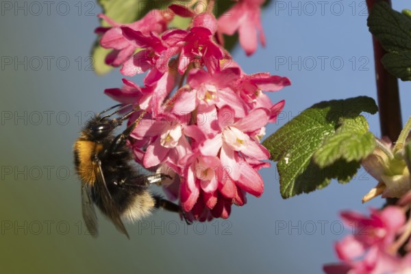 Buff tailed bumblebee (Bombus terrestris) adult bee insect feeding on garden flowering current bush flowers in spring, Suffolk, England, United Kingdom