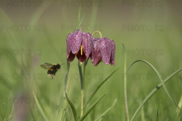 Buff tailed bumblebee (Bombus terrestris) adult bee insect flying to a Snake's head fritillary (Fritillaria meleagris) flower in spring, Suffolk, England, United Kingdom
