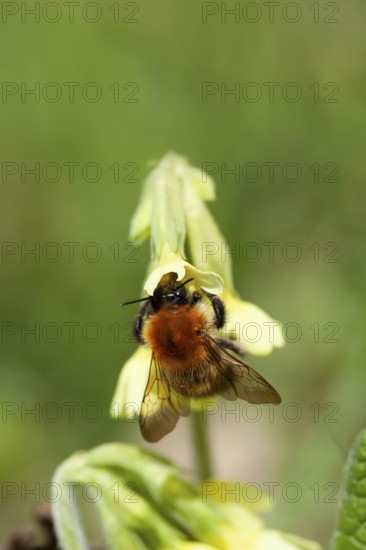 Common carder bumblebee (Bombus pascuorum) adult bee insect feeding on an Oxslip flower in spring, Suffolk, England, United Kingdom