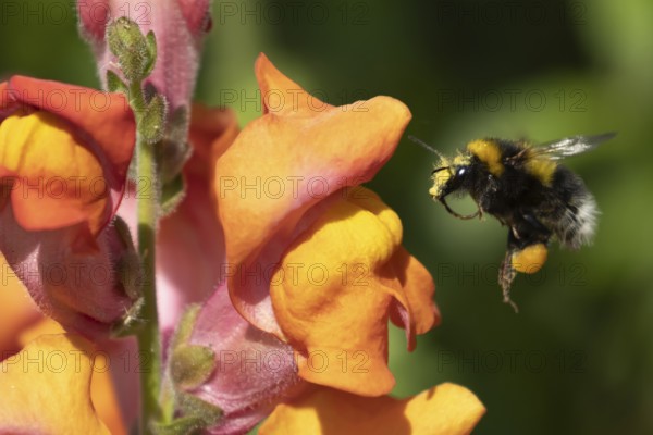 Buff-tailed bumblebee (Bombus terrestris) adult bee insect flying towards a garden Snapdragon (Antirrhinum spp) flower in summer, Suffolk, England, United KIngdom