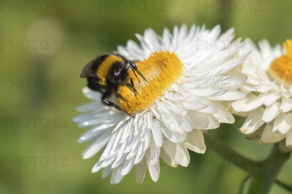Buff-tailed bumblebee (Bombus terrestris) adult insect feeding on a garden Strawflower flower in summer, Suffolk, England, United Kingdom