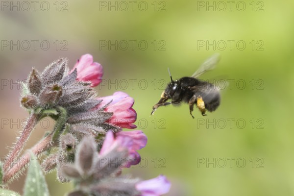 Ashy mining bee (Andrena cineraria) adult insect flying towards a garden flower in spring, Suffolk, England, United Kingdom