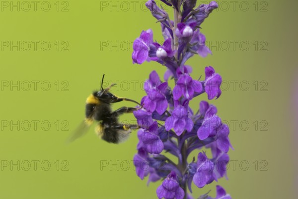 Buff tailed bumblebee (Bombus terrestris) adult bee insect feeding on a garden Toadflax flower in summer, Suffolk, England, United Kingdom