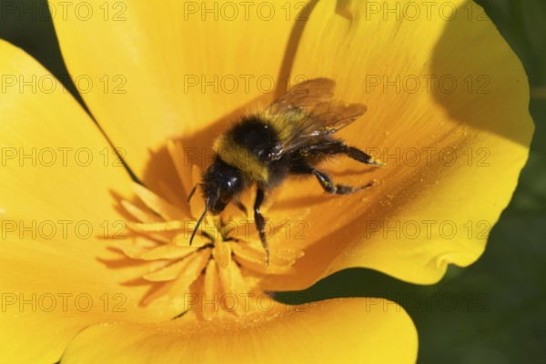 Buff tailed bumblebee (Bombus terrestris) adult bee insect feeding on a garden orange Californian poppy flower in summer, Suffolk, England, United Kingdom