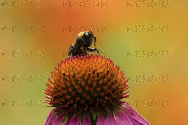 Buff tailed bumblebee (Bombus terrestris) adult bee insect on a garden Coneflower flower in summer, Suffolk, England, United Kingdom