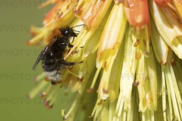 Tree bumblebee (Bombus hypnorum) adult bee insect feeding on a Red hot poker flower in a garden in summer, Suffolk, England, United Kingdom