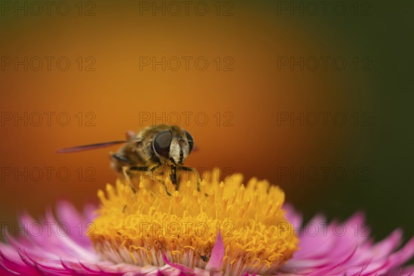 Narcissus bulb fly (Merodon equestris) adult insect feeding on a garden Strawflower flower in summer, Suffolk, England, United Kingdom