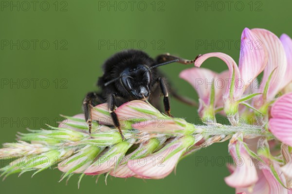 Red tailed bumblebee (Bombus lapidarius) adult bee insect on a Sainforn flower in summer, Suffolk, England, United Kingdom