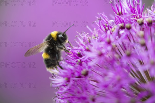 Buff tailed bumblebee (Bombus terrestris) adult bee insect feeding on a purple allium garden flower in summer, Suffolk, England, United Kingdom