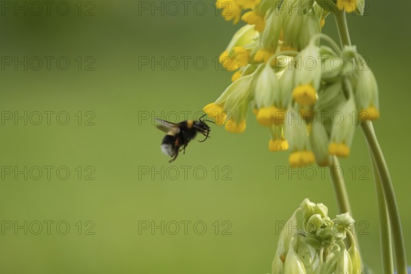 Buff tailed bumblebee (Bombus terrestris) adult bee insect flying to a garden Cowslip flower in spring, Suffolk, England, United Kingdom