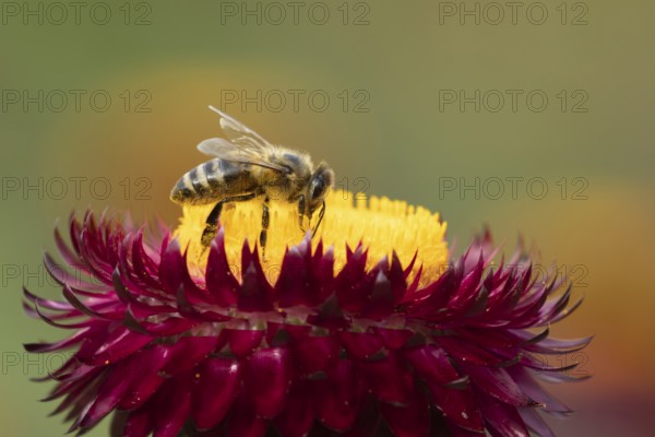 European honey bee (Apis mellifera) adult insect feeding on a garden Strawflower flower in summer, Suffolk, England, United Kingdom
