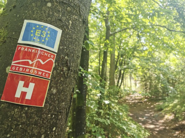 Trail through a forest with a tree bearing a hiking trail sign, Franconian mountain trail, hiking in the Fichtelgebirge nature park Park