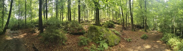 Panorama of a forest with moss-covered rocks and trees in summer, hiking in the Fichtelgebirge nature park Park