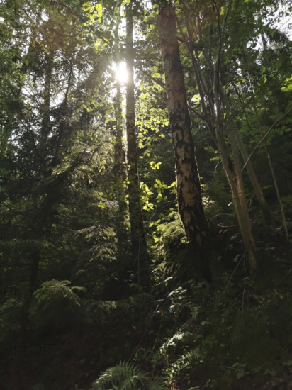 Sun rays shining through tall trees in a dense forest, hiking in the Thuringian Forest nature park Park