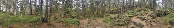 Panorama, a dense forest with rocks, moss and shades of gray in the natural environment, Franconian mountain trail, hiking in the Fichtelgebirge nature park Park