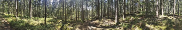 Panorama on a hiking trail through a forest with sun rays shining through the trees, Franconian mountain trail, hiking in the Fichtelgebirge nature park Park