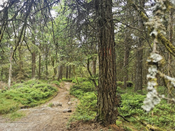 A quiet nature trail in the forest, surrounded by lush greenery and tree trunks, Franconian mountain trail, hiking in the Fichtelgebirge nature park Park