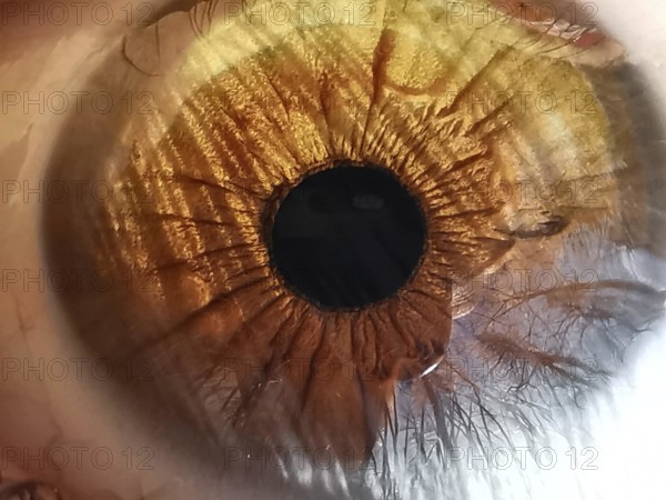 Close-up of an amber-colored eye in which trees are reflected shows the complex structure and color gradients of the iris