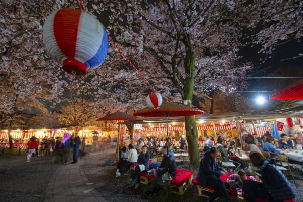 Visitors and food stalls among illuminated blooming cherry trees at Cherry Blossom Festival, Hanami, at night, Hirano Shrine, Kyoto, Japan