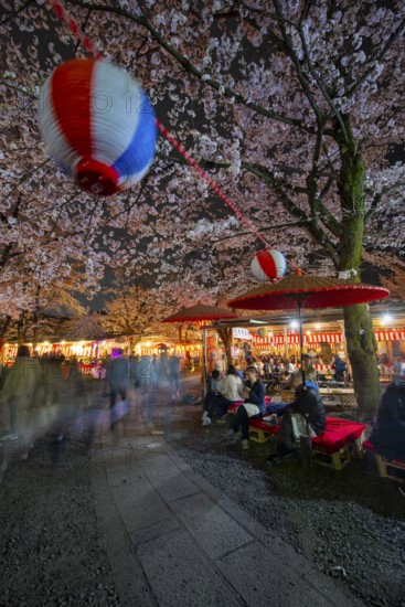 Visitors and food stalls among illuminated blooming cherry trees at Cherry Blossom Festival, Hanami, at night, Hirano Shrine, Kyoto, Japan